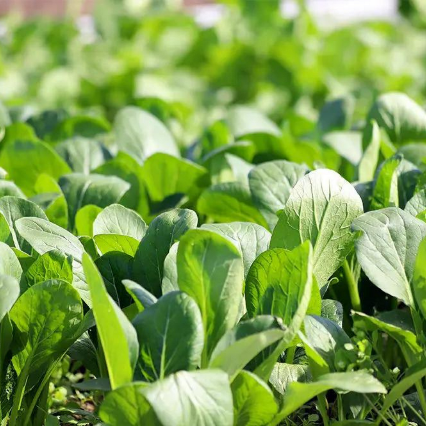 お試し》 安心して食べたい 無農薬・無化学肥料栽培野菜 お届けセット | 美味しい笑顔 スマイルコミュニティー 三重 津 安濃津 日本三津