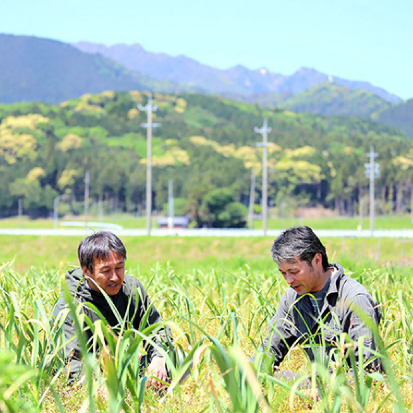 【定期購入】 安心して食べたい 無農薬・無化学肥料栽培野菜 お届けセット | 美味しい笑顔 スマイルコミュニティー 三重 津 安濃津 日本三津