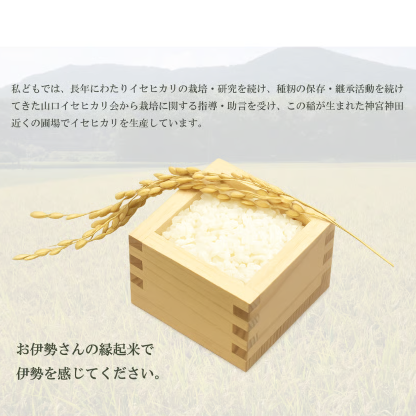 お伊勢さんの縁起米 「イセヒカリ」真空パック 1合 | 伊勢之里 三重 伊勢 お伊勢さん 奇跡の米 イセヒカリ