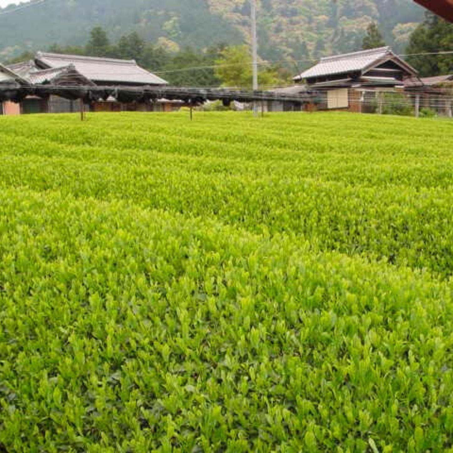 一番人気のほうじ茶と玄米をブレンド 有機ほうじ玄米茶ティーバッグ 80g | セーフティ・リ・ファーム88 やまりん製茶 三重 大台町 有機栽培茶 伊勢茶