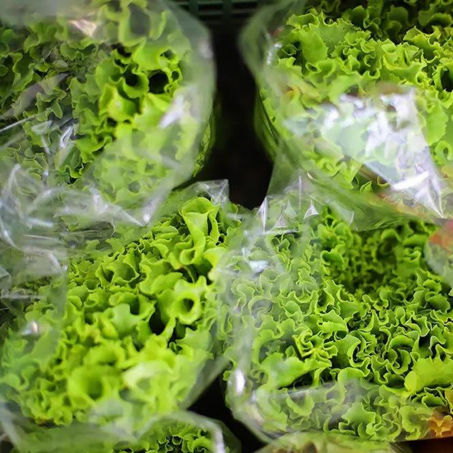 【定期購入】 安心して食べたい 無農薬・無化学肥料栽培野菜 お届けセット | 美味しい笑顔 スマイルコミュニティー 三重 津 安濃津 日本三津