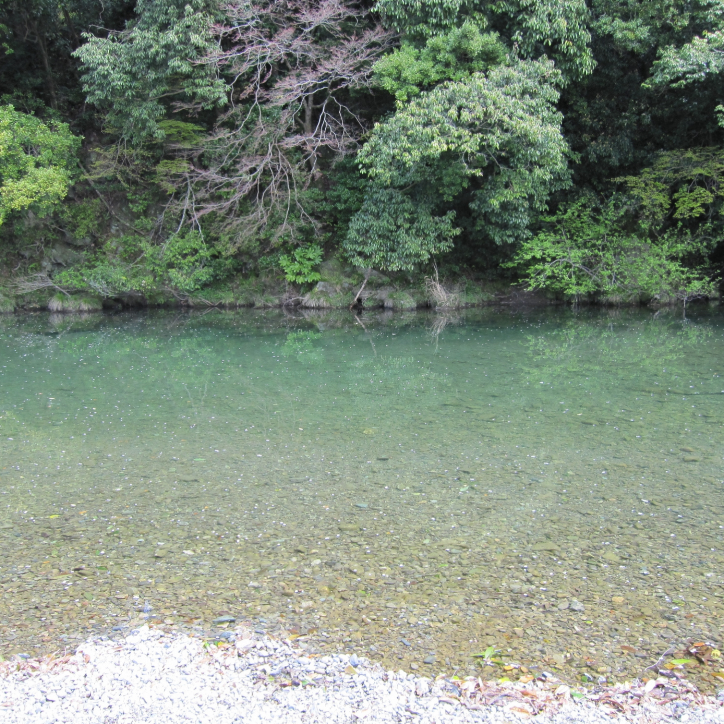 まるで禊を行ったような気持ちよさ◎ 五十鈴川の水が種水 洗顔せっけん 禊 | 伊勢之里 三重 伊勢 お伊勢さん