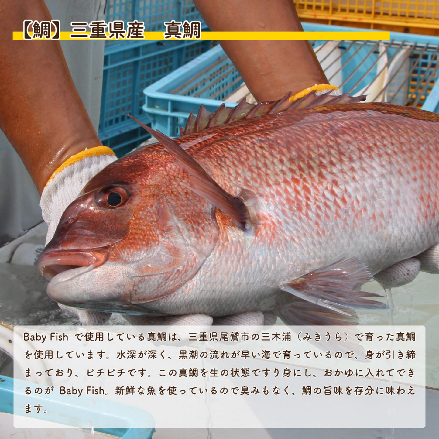 【離乳食中期(8ヶ月)〜】BabyFish 鯛のおかゆ 3種ミックス(5パックセット) | mogcook モグック 三重 紀北町 熊野古道