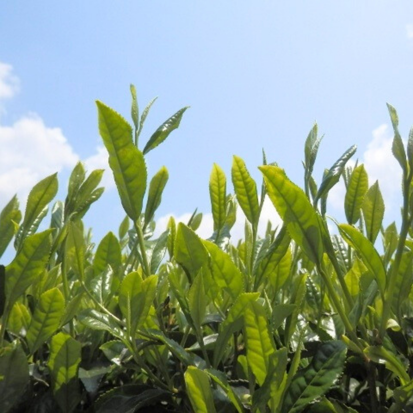 一番人気のほうじ茶と玄米をブレンド 有機ほうじ玄米茶ティーバッグ 80g | セーフティ・リ・ファーム88 やまりん製茶 三重 大台町 有機栽培茶 伊勢茶