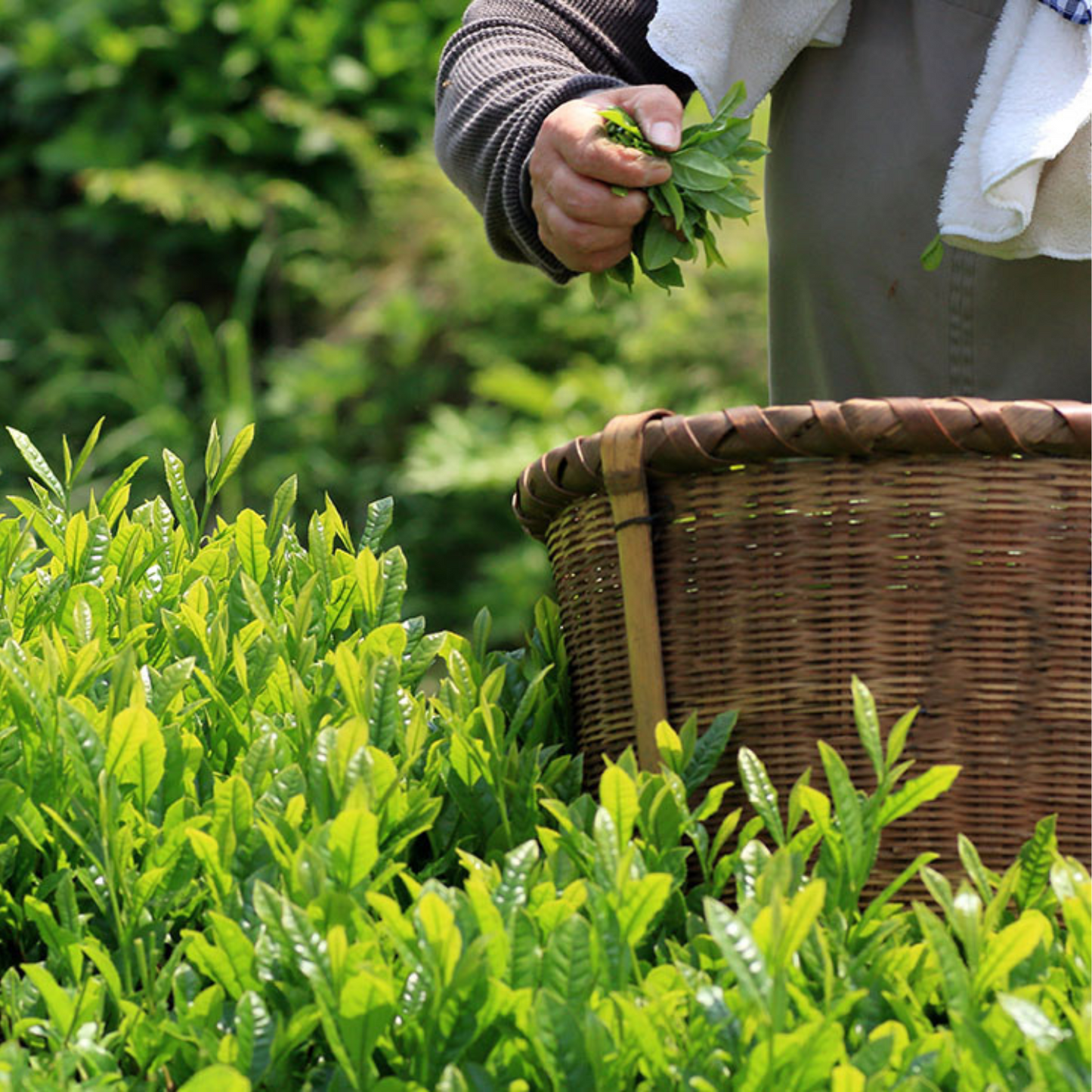 【10%OFF】 お得な 40個セット◎ 大人気 石臼挽き 伊勢抹茶カステラ 1個 | 伊勢抹茶 ISE MATCHA CAFE 三重 鈴鹿