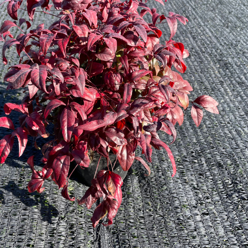 【高品質】 三重県 知事賞 受賞 ★ 手軽に紅葉が楽しめる オタフクナンテン 1ポット | 関戸園芸 三重 鈴鹿 鈴鹿サーキット