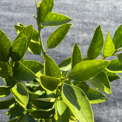 【高品質】 栄養満点 糖度高◎ 田口早生 みかん 根巻き 樹高 90cm前後 | 関戸園芸 三重 鈴鹿 鈴鹿サーキット