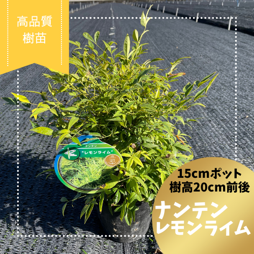 【鈴鹿産】 鮮やかな葉色 高品質 ナンテン レモンライム 15cmポット 1ポット | 関戸園芸 三重 鈴鹿 鈴鹿サーキット