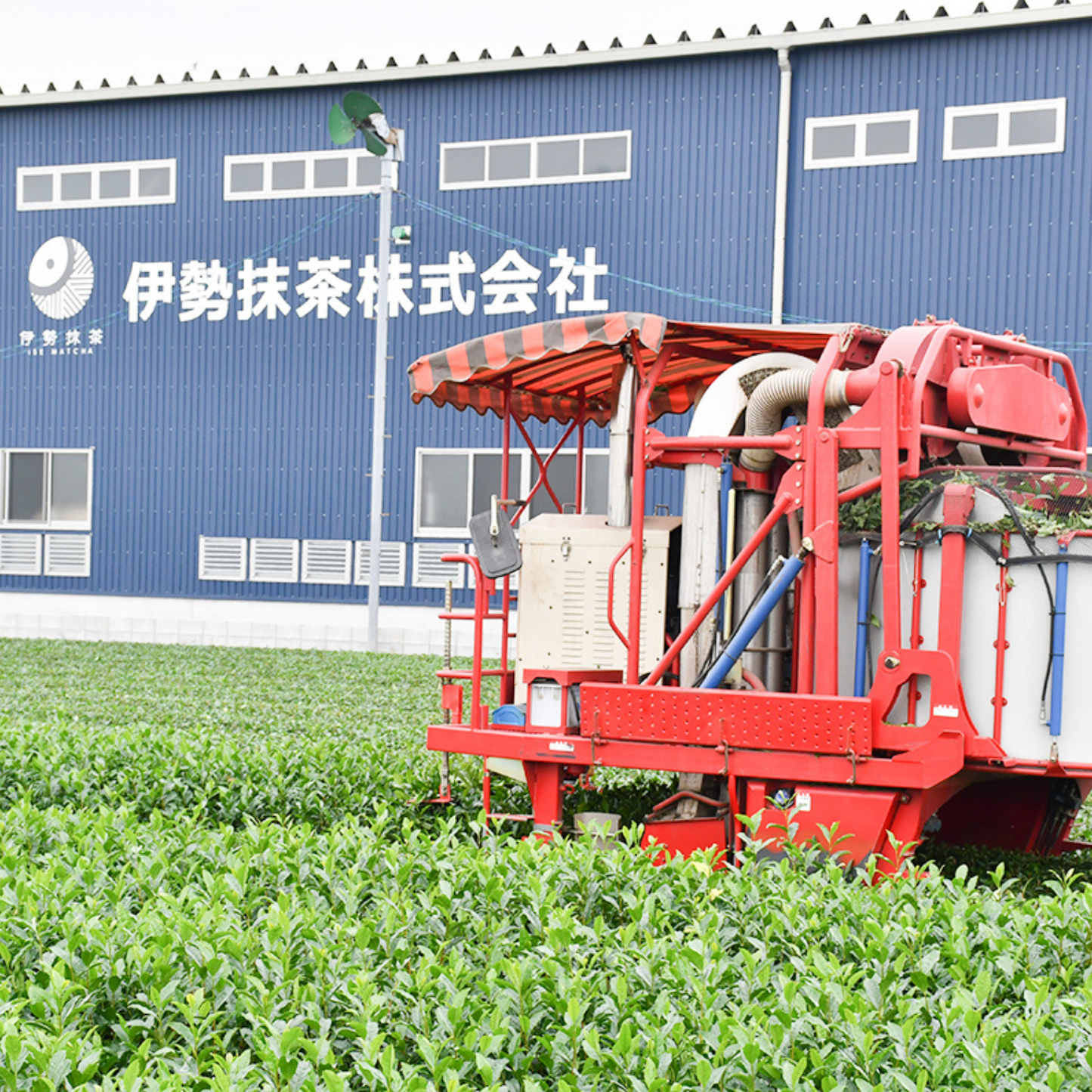 お手頃価格! 製菓用におすすめ 香り高い 伊勢抹茶 50g | 伊勢抹茶 ISE MATCHA CAFE 三重 鈴鹿