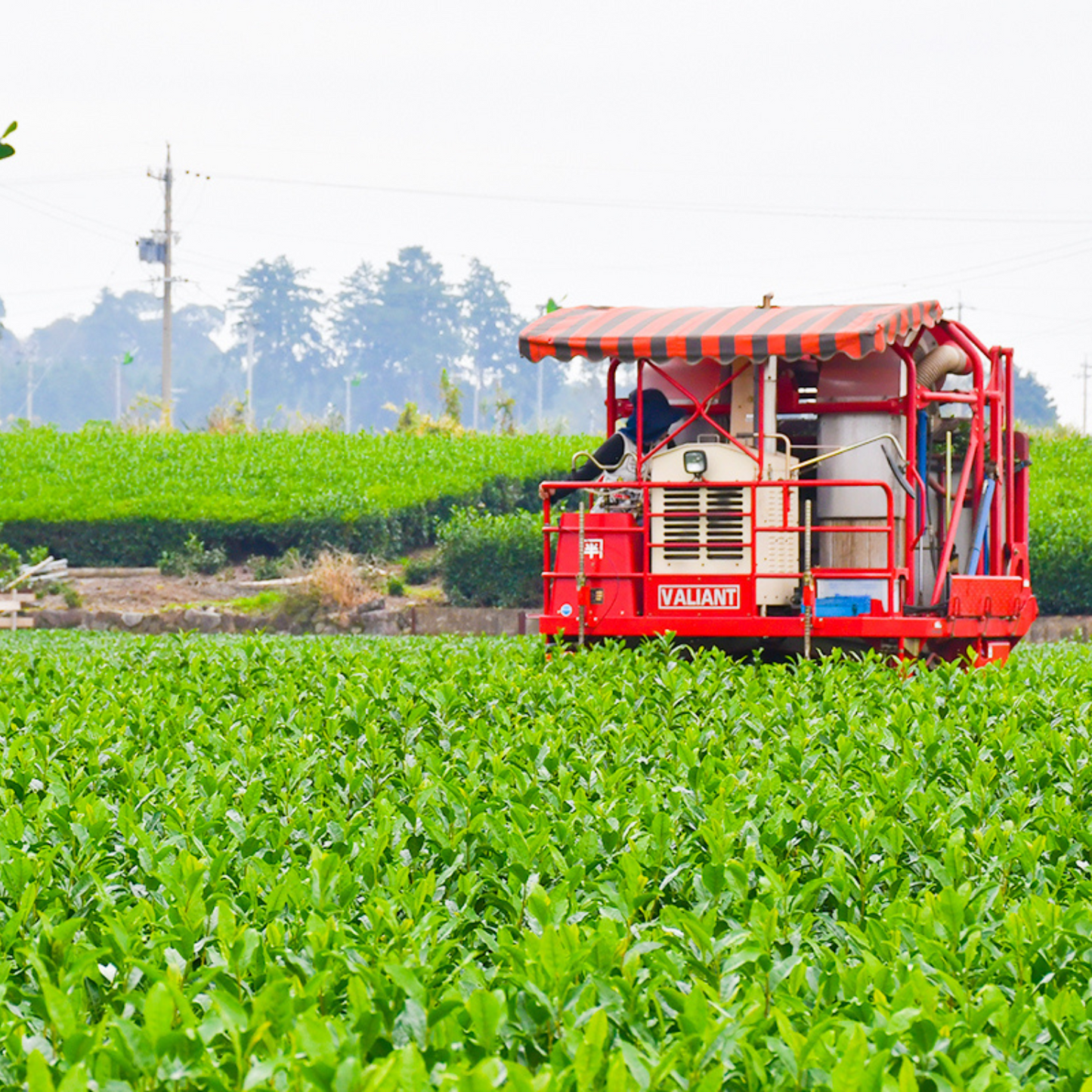 石臼挽き 伊勢抹茶をふんだんに使用! 濃厚 伊勢抹茶あめ 8粒入り | 伊勢抹茶 ISE MATCHA CAFE 三重 鈴鹿