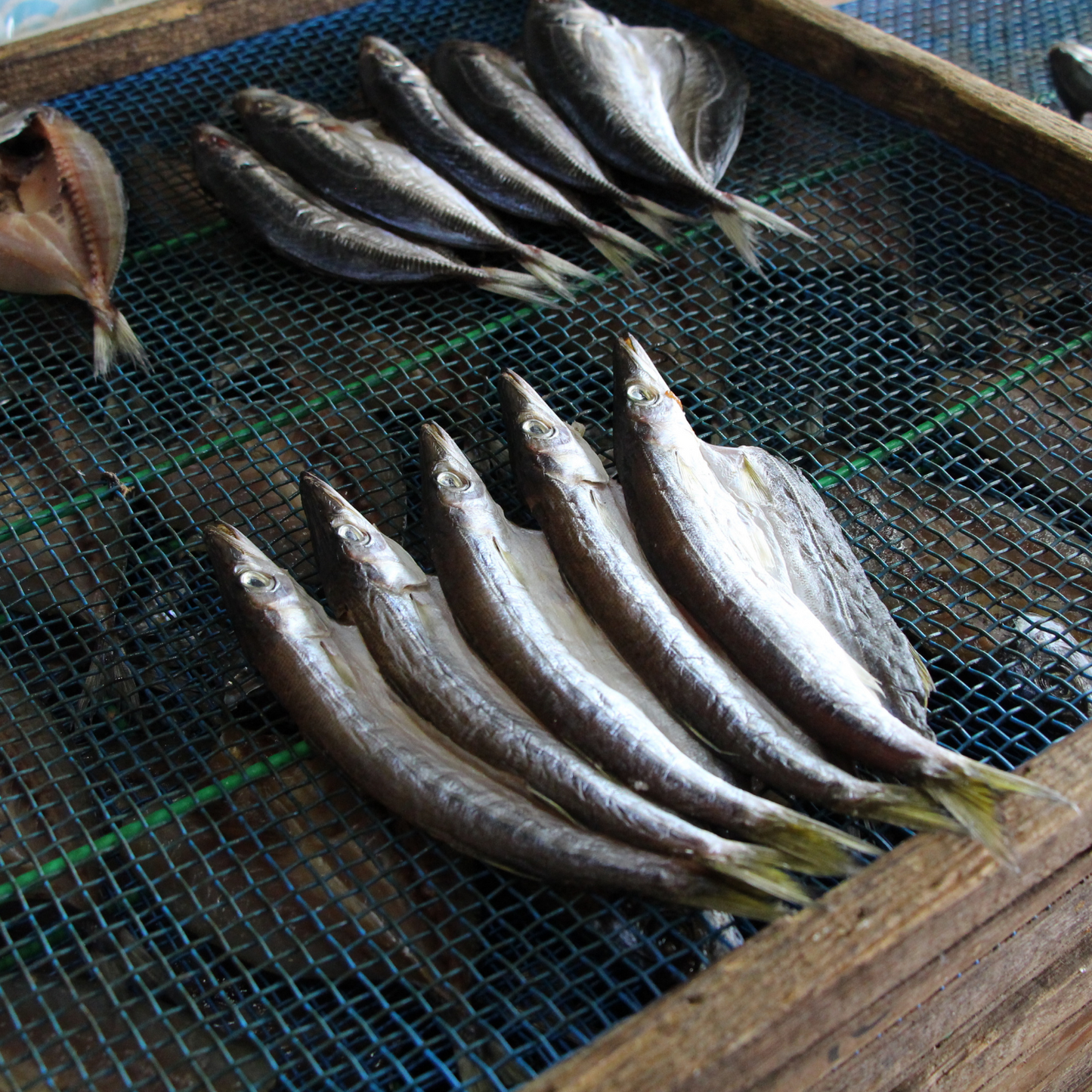 【予約商品】新鮮 旬のお魚が美味しい! 冷凍 地魚 干物 3種 各2食セット | mogcook モグック 三重 紀北町 熊野古道