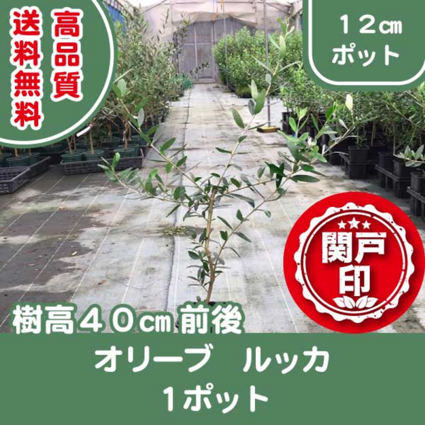 高品質 人気 シンボルツリー オリーブ ルッカ 12cmポット 1ポット 樹高 40cm前後 | 関戸園芸 三重 鈴鹿 鈴鹿サーキット
