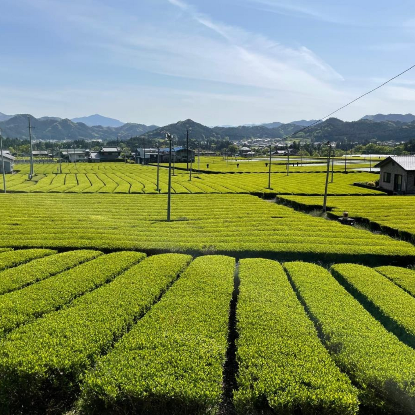 無農薬 煎茶 詰め合わせ 飲み比べギフトセット(もてなし・くつろぎ・やすらぎ) | セーフティ・リ・ファーム88 大台町 有機栽培 伊勢茶