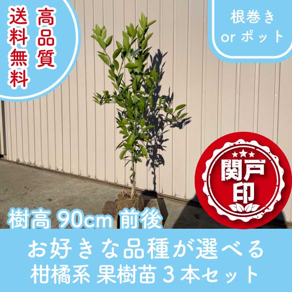 【予約制:順次発送】 高品質 好きな品種が選べる 柑橘系 果樹苗 3本セット 根巻きorポット 樹高 90cm前後 | 関戸園芸 三重 鈴鹿 鈴鹿サーキット