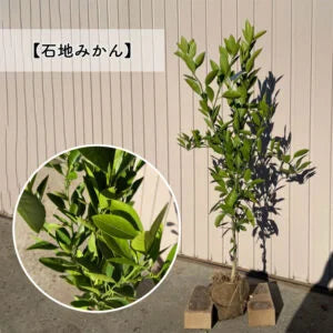 【予約制:順次発送】 高品質 好きな品種が選べる 柑橘系 果樹苗 3本セット 根巻きorポット 樹高 90cm前後 | 関戸園芸 三重 鈴鹿 鈴鹿サーキット