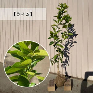 【予約制:順次発送】 高品質 好きな品種が選べる 柑橘系 果樹苗 3本セット 根巻きorポット 樹高 90cm前後 | 関戸園芸 三重 鈴鹿 鈴鹿サーキット