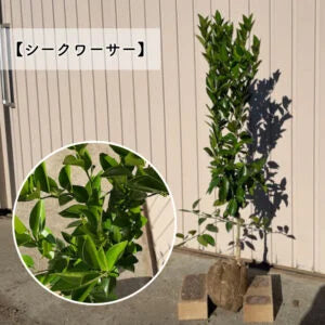 【予約制:順次発送】 高品質 好きな品種が選べる 柑橘系 果樹苗 3本セット 根巻きorポット 樹高 90cm前後 | 関戸園芸 三重 鈴鹿 鈴鹿サーキット