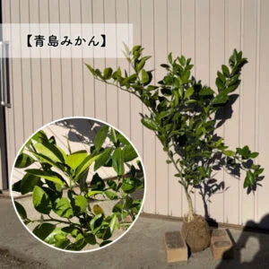 【予約制:順次発送】 高品質 好きな品種が選べる 柑橘系 果樹苗 3本セット 根巻きorポット 樹高 90cm前後 | 関戸園芸 三重 鈴鹿 鈴鹿サーキット