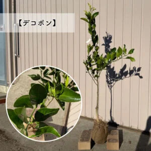 【予約制:順次発送】 高品質 好きな品種が選べる 柑橘系 果樹苗 3本セット 根巻きorポット 樹高 90cm前後 | 関戸園芸 三重 鈴鹿 鈴鹿サーキット