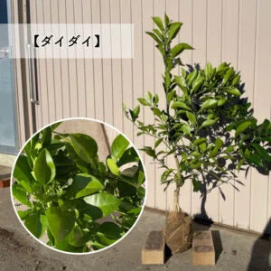 【予約制:順次発送】 高品質 好きな品種が選べる 柑橘系 果樹苗 3本セット 根巻きorポット 樹高 90cm前後 | 関戸園芸 三重 鈴鹿 鈴鹿サーキット