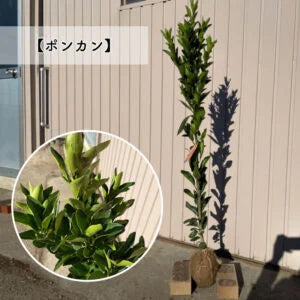 【予約制:順次発送】 高品質 好きな品種が選べる 柑橘系 果樹苗 3本セット 根巻きorポット 樹高 90cm前後 | 関戸園芸 三重 鈴鹿 鈴鹿サーキット