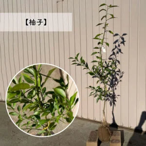 【予約制:順次発送】 高品質 好きな品種が選べる 柑橘系 果樹苗 3本セット 根巻きorポット 樹高 90cm前後 | 関戸園芸 三重 鈴鹿 鈴鹿サーキット