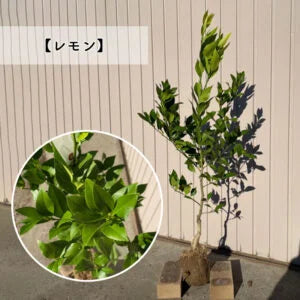 【予約制:順次発送】 高品質 好きな品種が選べる 柑橘系 果樹苗 3本セット 根巻きorポット 樹高 90cm前後 | 関戸園芸 三重 鈴鹿 鈴鹿サーキット