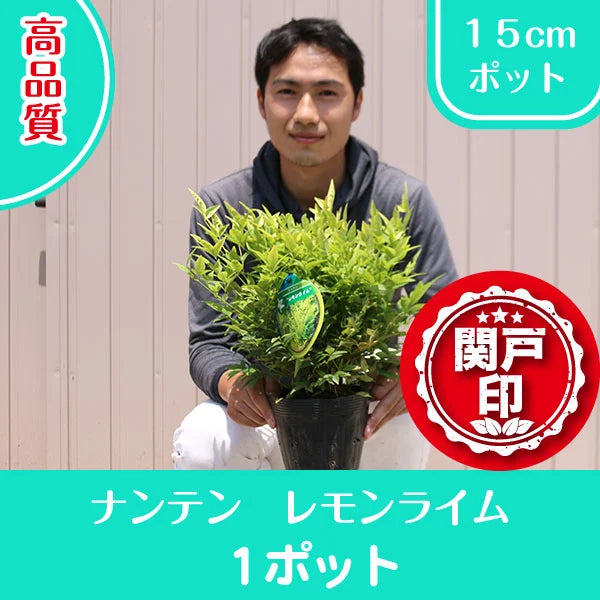 【鈴鹿産】 鮮やかな葉色 高品質 ナンテン レモンライム 15cmポット 1ポット | 関戸園芸 三重 鈴鹿 鈴鹿サーキット