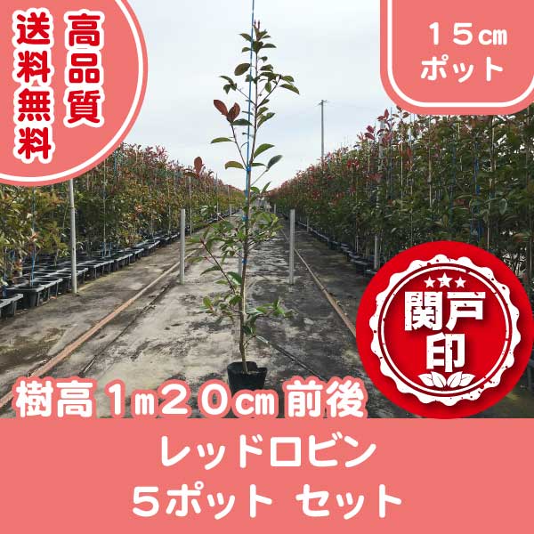 【鈴鹿産】 高品質 レッドロビン 15cmポット 5ポット セット 樹高 120cm前後 生垣に最適 | 関戸園芸 三重 鈴鹿 鈴鹿サーキット