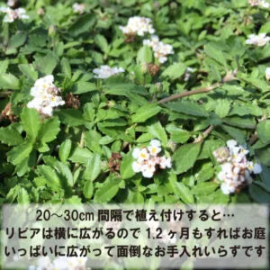 【高品質】 リピア(ヒメイワダレソウ) 40ポット 9cmポット グランドカバー 下草 雑草対策におすすめ | 関戸園芸 三重 鈴鹿 鈴鹿サーキット