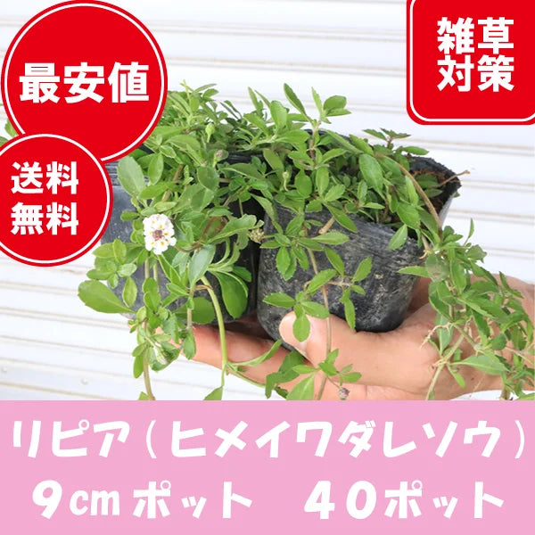 【高品質】 リピア(ヒメイワダレソウ) 40ポット 9cmポット グランドカバー 下草 雑草対策におすすめ | 関戸園芸 三重 鈴鹿 鈴鹿サーキット