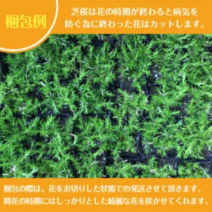 【鈴鹿産】 高品質 芝桜 ダニエルクッション 80ポット グランドカバー 下草 雑踏対策におすすめ | 関戸園芸 三重 鈴鹿 鈴鹿サーキット