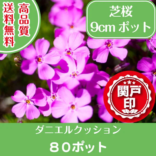 【鈴鹿産】 高品質 芝桜 ダニエルクッション 80ポット グランドカバー 下草 雑踏対策におすすめ | 関戸園芸 三重 鈴鹿 鈴鹿サーキット