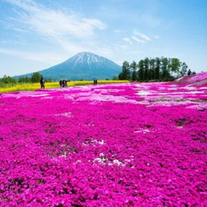 【鈴鹿産】 高品質 芝桜 ダニエルクッション 80ポット グランドカバー 下草 雑踏対策におすすめ | 関戸園芸 三重 鈴鹿 鈴鹿サーキット