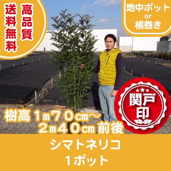 【鈴鹿産】 高品質 シマトネリコ 樹高 1m70cm~2m40cm 前後 地中ポット or 根巻き 1ポット | 関戸園芸 三重 鈴鹿 鈴鹿サーキット