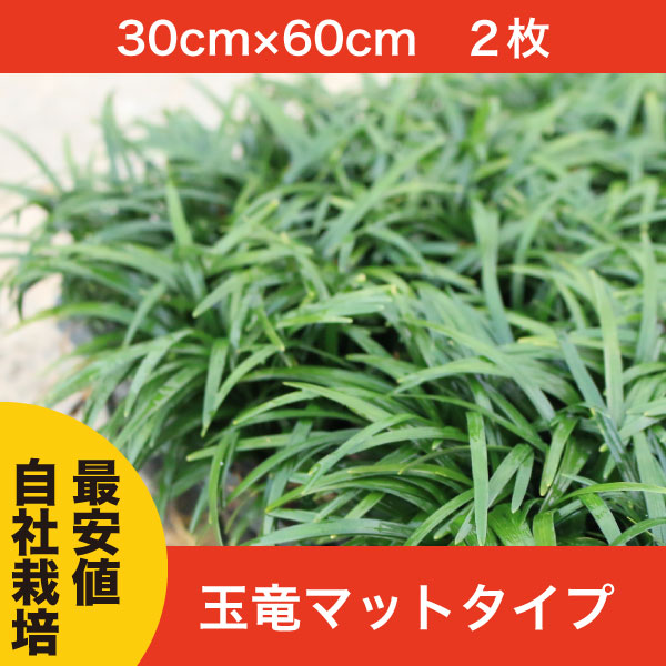 【鈴鹿産】 元気苗! 芝生より管理が楽! 玉竜 タマリュウ マットタイプ 2枚 | 関戸園芸 三重 鈴鹿 鈴鹿サーキット