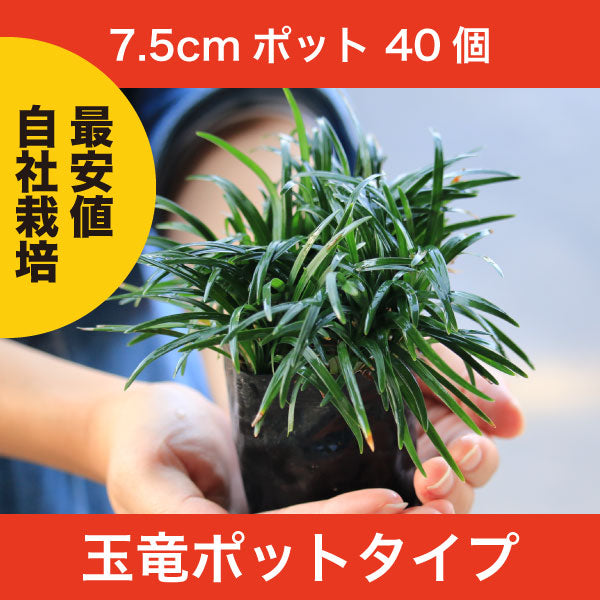 【鈴鹿産】 元気苗! 芝生より管理が楽! 玉竜 タマリュウ ポットタイプ 7.5cmポット 40ポット | 関戸園芸 三重 鈴鹿 鈴鹿サーキット