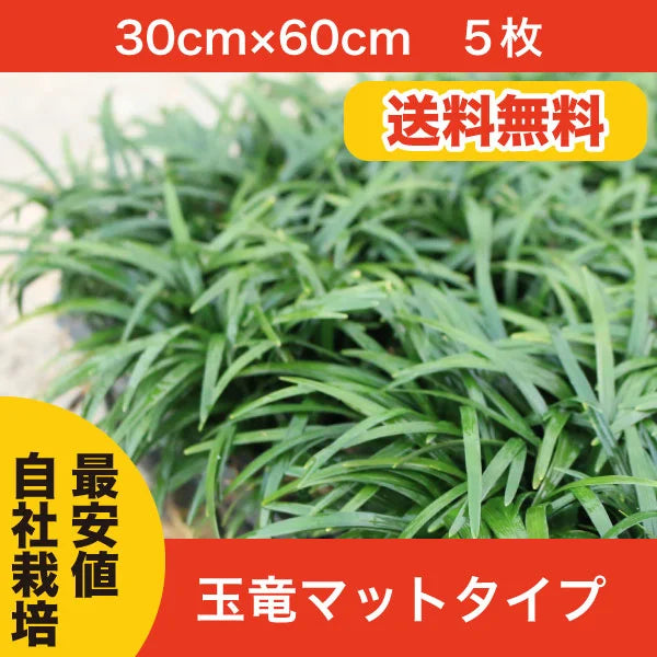 【鈴鹿産】 元気苗! 芝生より管理が楽! 玉竜 タマリュウ マットタイプ 5枚 | 関戸園芸 三重 鈴鹿 鈴鹿サーキット