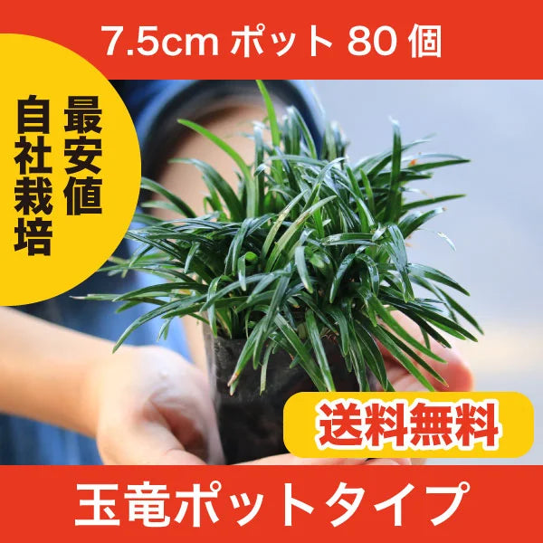 【鈴鹿産】 元気苗! 芝生より管理が楽! 玉竜 タマリュウ ポットタイプ 7.5cmポット 80ポット | 関戸園芸 三重 鈴鹿 鈴鹿サーキット