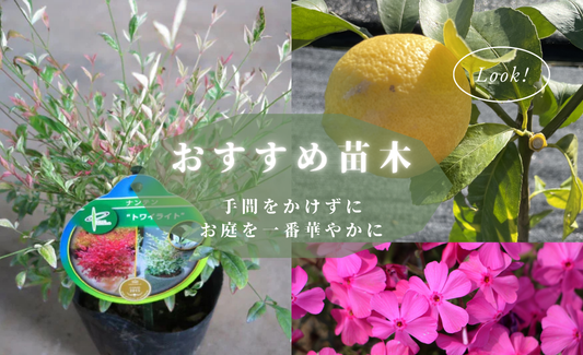 【お知らせ】玉竜品切れのご案内・手間をかけずにお庭を彩る『おすすめ苗木』のご紹介