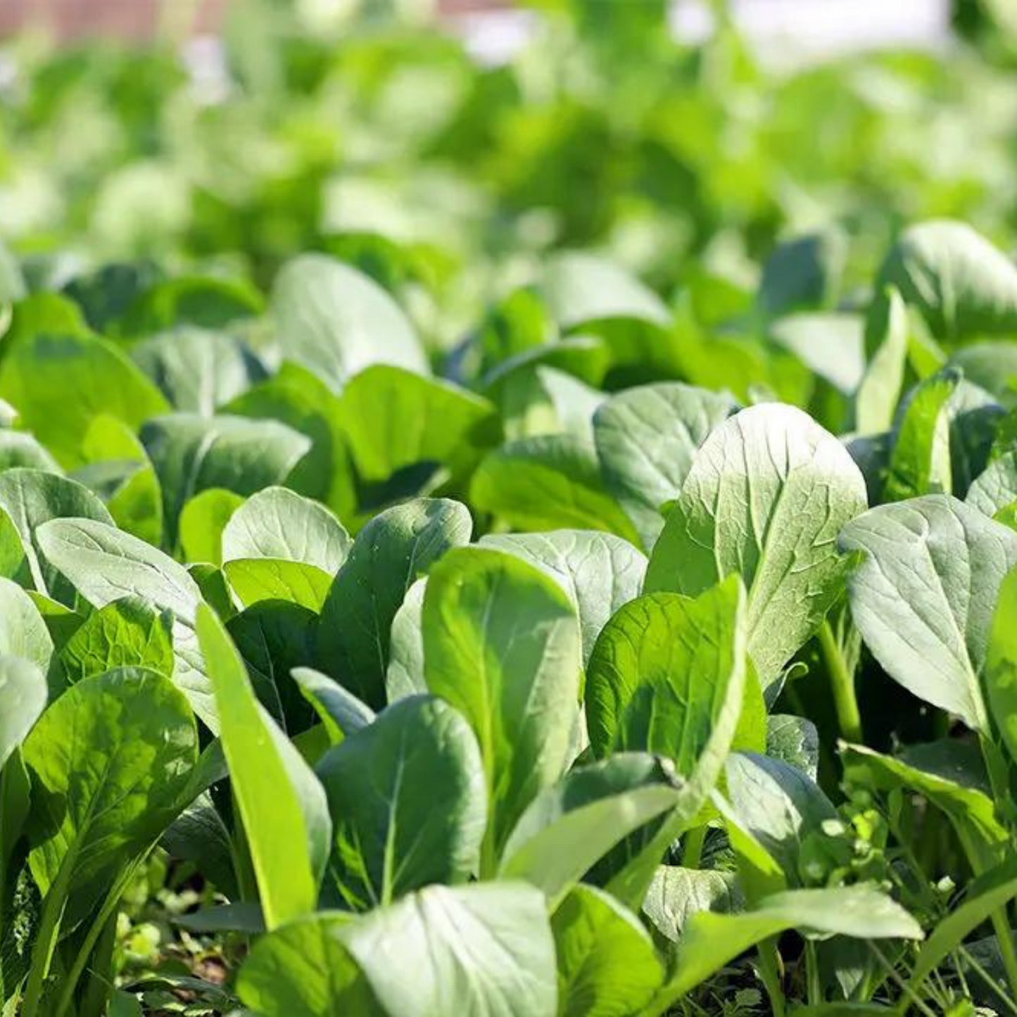 【定期購入】 安心して食べたい 無農薬･無化学肥料栽培野菜 お届けセット  | 美味しい笑顔 スマイルコミュニティー  三重 津 安濃津 日本三津