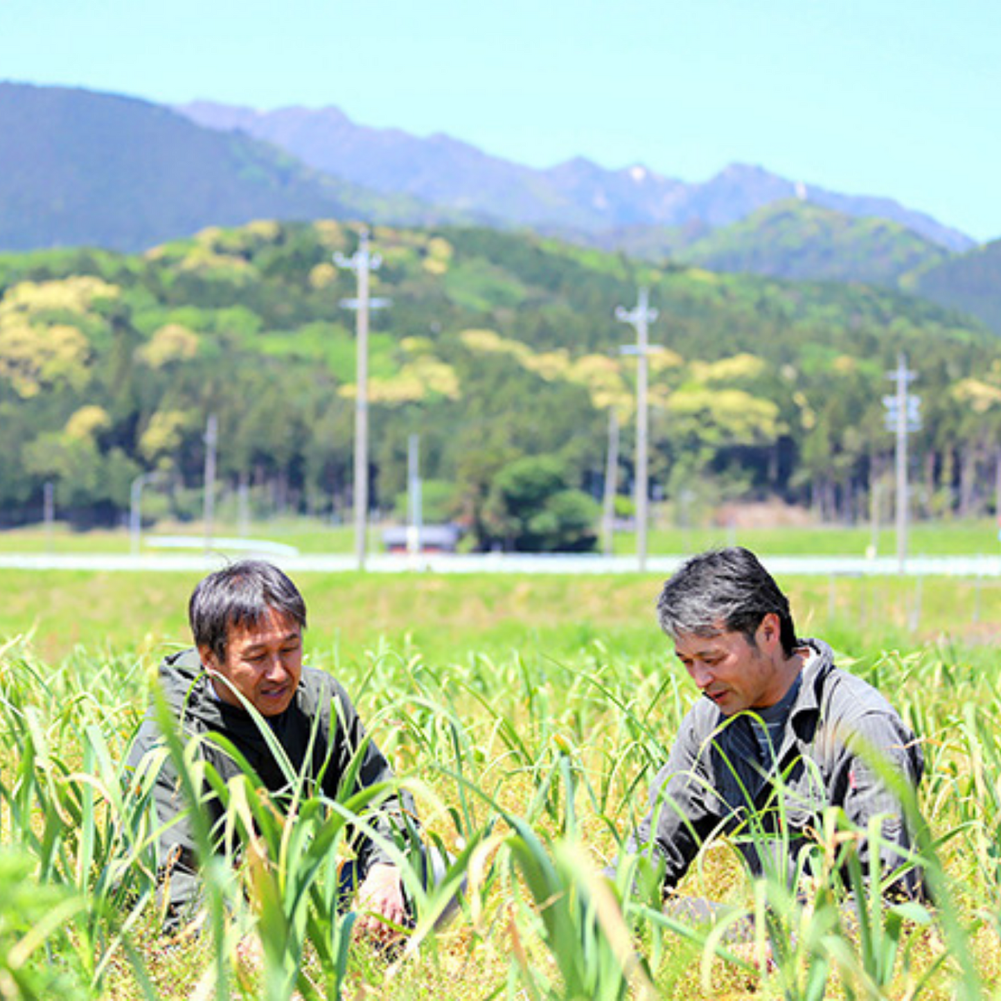 お試し》 安心して食べたい 無農薬･無化学肥料栽培野菜 お届けセット | 美味しい笑顔 スマイルコミュニティー  三重 津 安濃津 日本三津