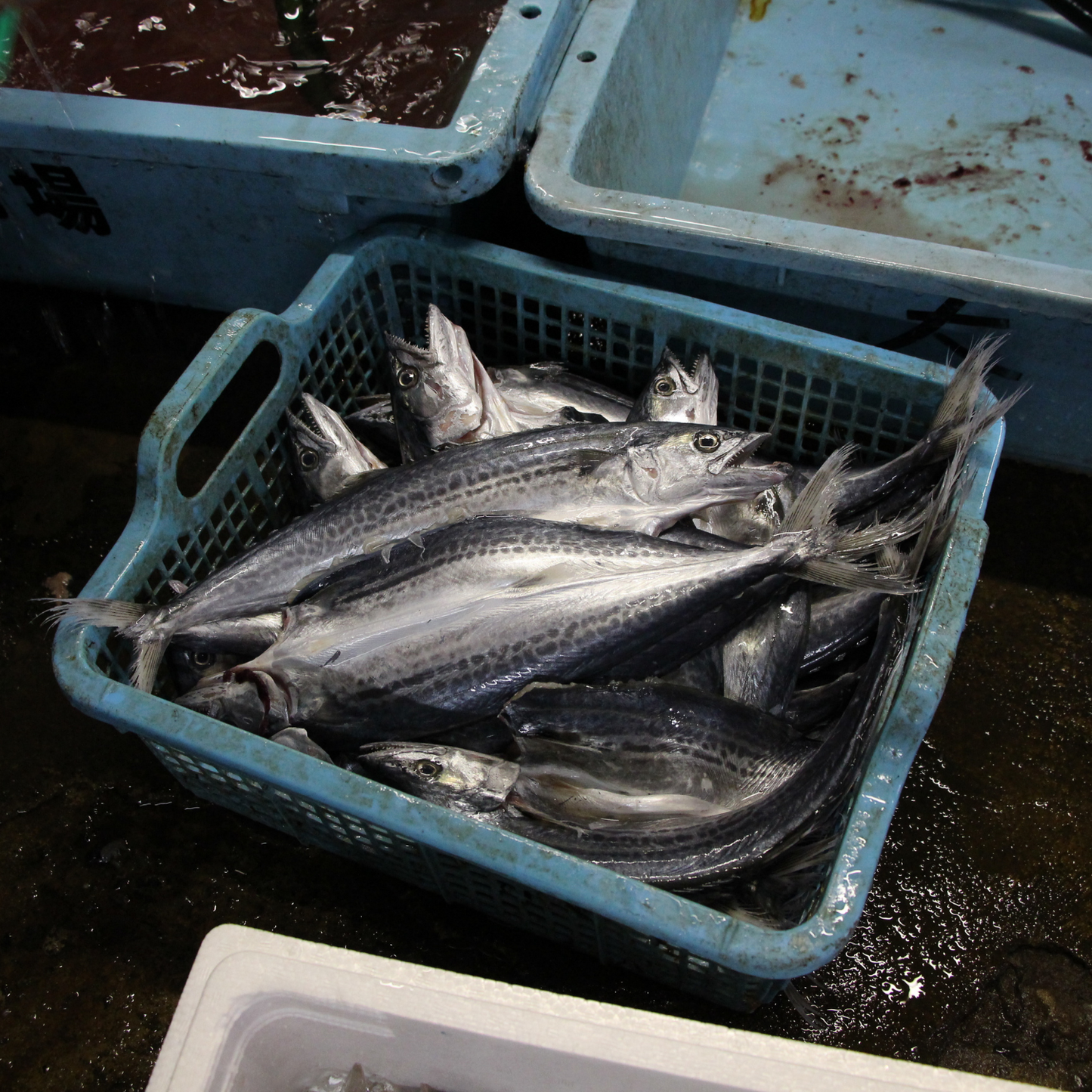 【予約商品】新鮮 旬のお魚が美味しい！ 冷凍 地魚 干物 ３種 各２食セット | mogcook モグック 三重 紀北町 熊野古道