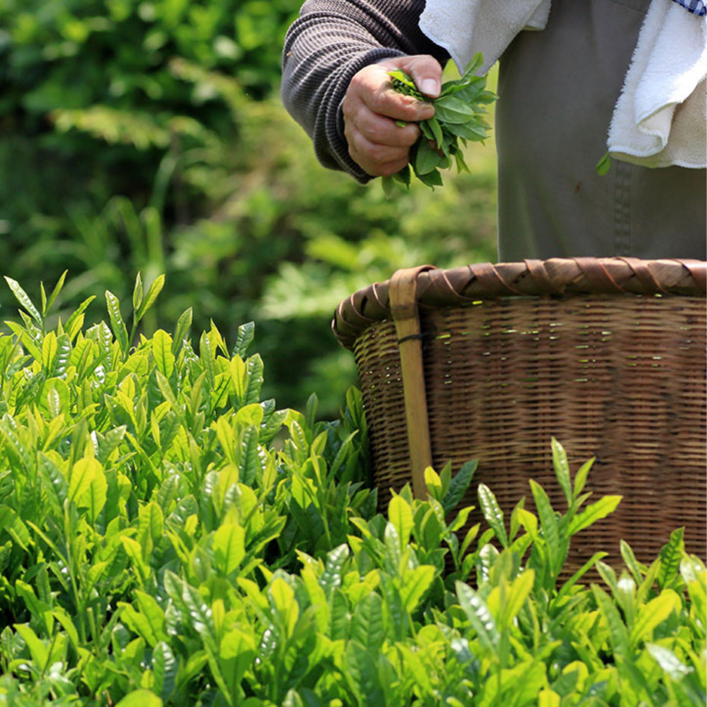 お手頃価格！ 製菓用におすすめ 香り高い 伊勢抹茶 50g  | 伊勢抹茶 ISE MATCHA CAFE 三重 鈴鹿