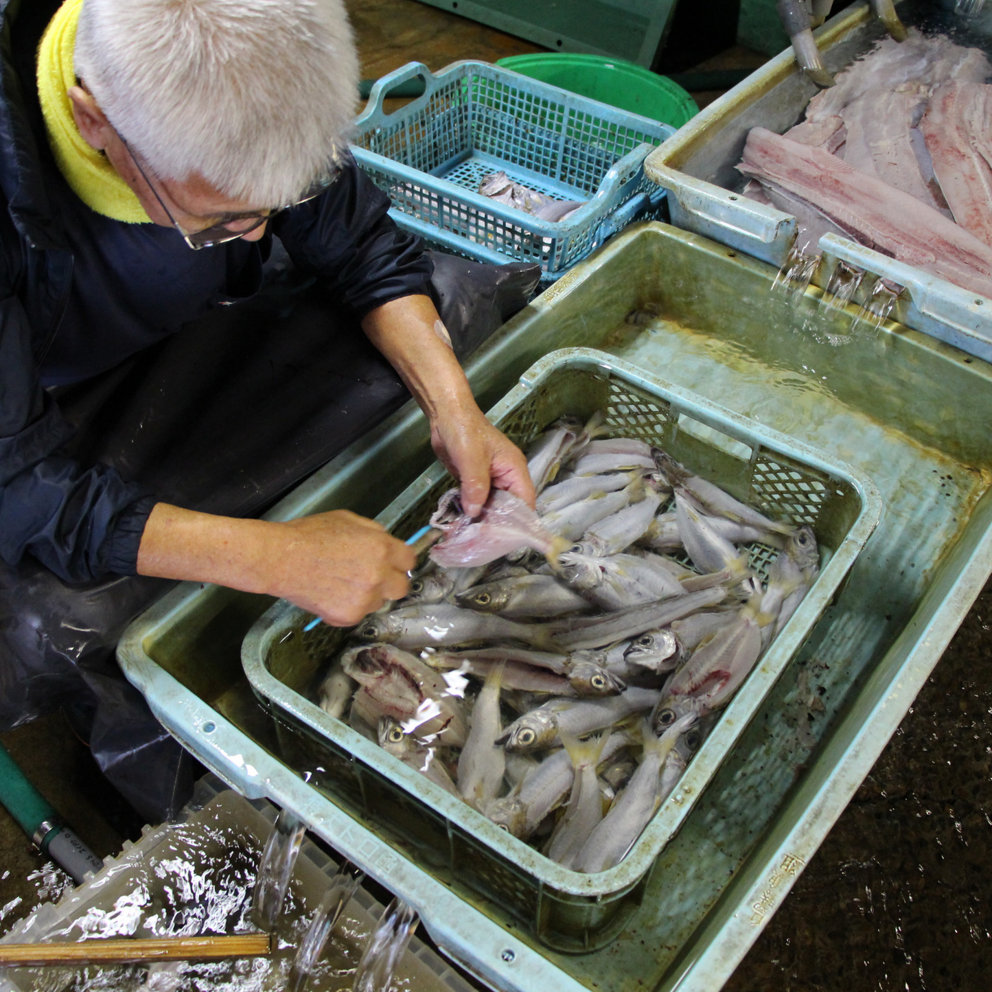 【予約商品】新鮮 旬のお魚が美味しい！ 冷凍 地魚 干物 ３種 各２食セット | mogcook モグック 三重 紀北町 熊野古道