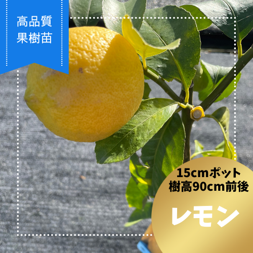 【高品質】 人気果樹苗 レモン 15cmポット 1ポット 樹高 90cm前後 | 関戸園芸 三重 鈴鹿 鈴鹿サーキット