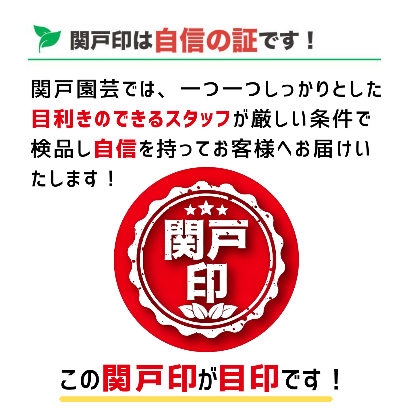 紅葉が美しい 丈夫で管理がしやすい こんもり 可愛い 低木 高品質 班入り ナンテン トワイライト 15cmポット | 関戸園芸 三重 鈴鹿