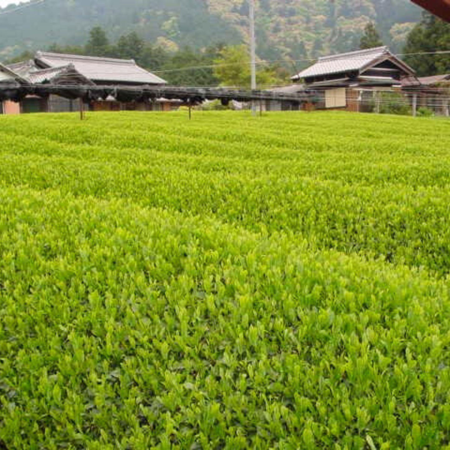 人気NO.1！ ほのかな甘みと爽やかな香味 有機ほうじ茶ティーバッグ 100g | セーフティ・リ・ファーム８８ やまりん製茶 三重 大台町 有機栽培茶 伊勢茶