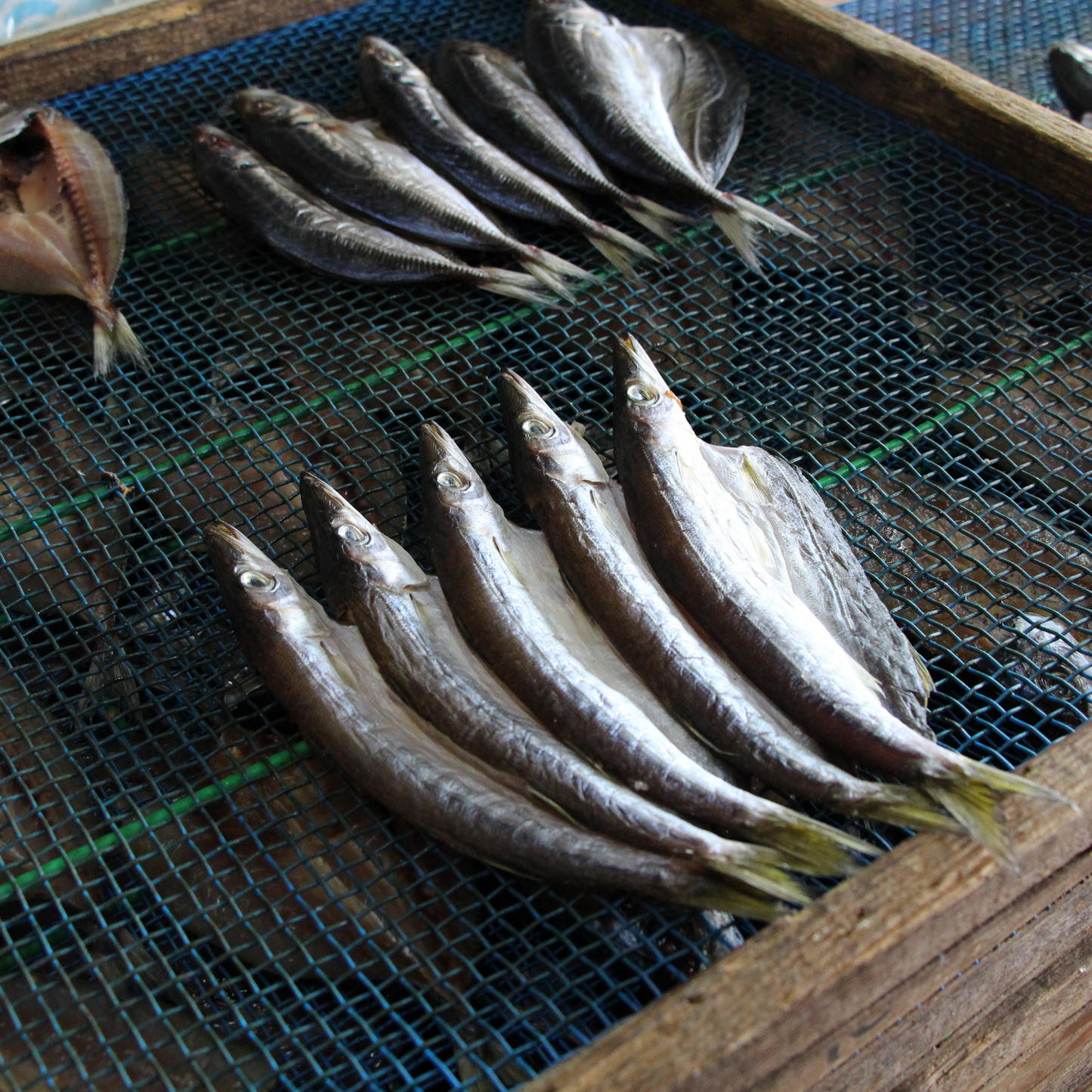 【予約商品】新鮮 旬のお魚が美味しい！ 冷凍 地魚 干物 ３種 各２食セット | mogcook モグック 三重 紀北町 熊野古道