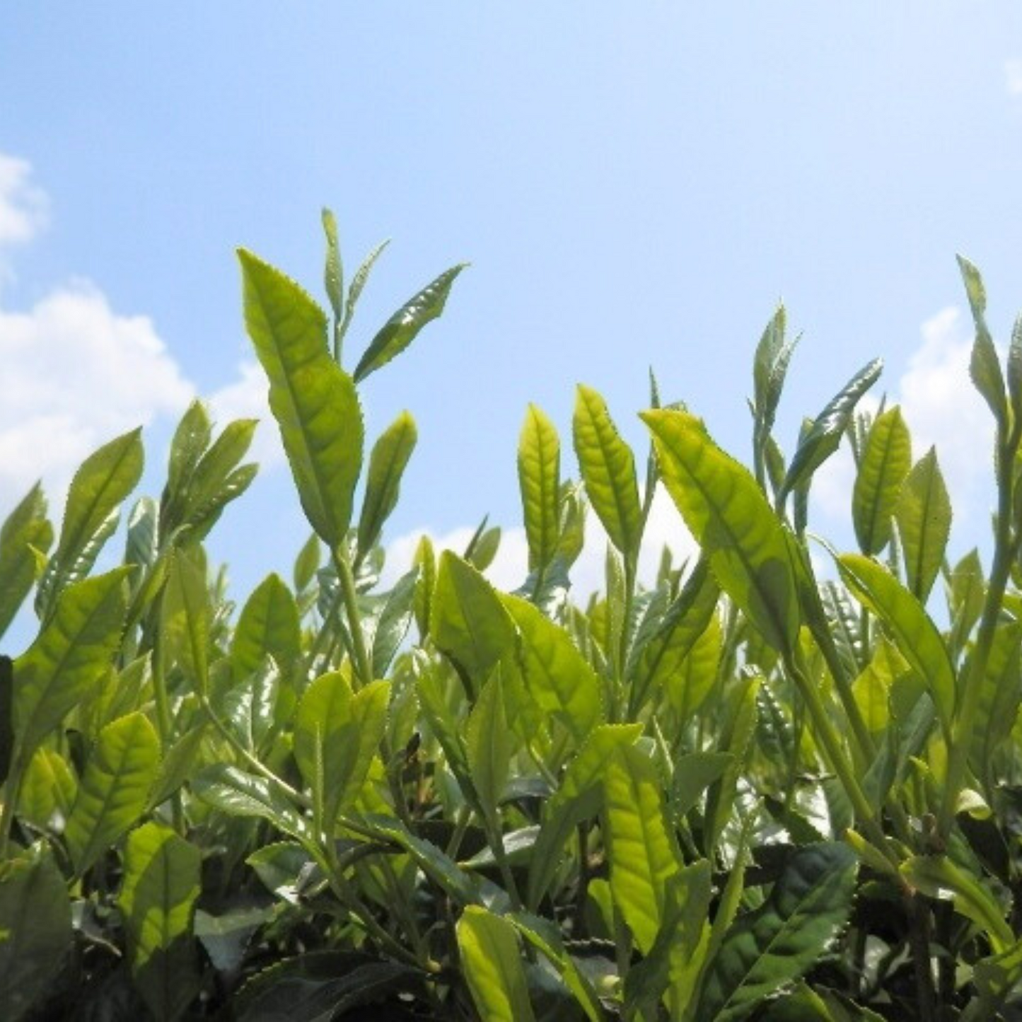 人気NO.1！ ほのかな甘みと爽やかな香味 有機ほうじ茶ティーバッグ 100g | セーフティ・リ・ファーム８８ やまりん製茶 三重 大台町 有機栽培茶 伊勢茶